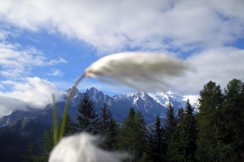 Linaigrettes au vent à la Flégère (Chamonix) Linaigrettes au vent