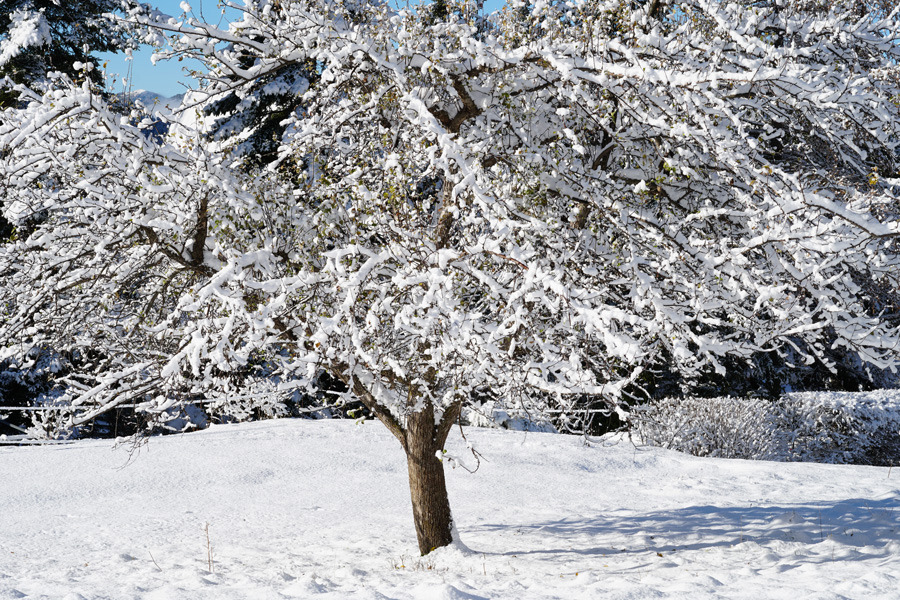 Pommier sous la neige Pommier sous la neige (Mercantour)
