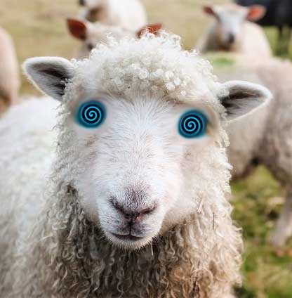 mouton